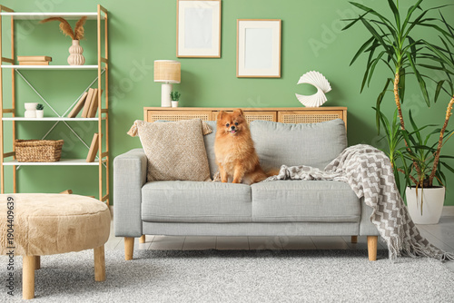 Cute Pomeranian dog sitting...