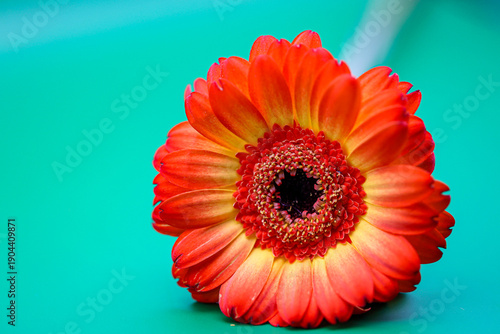 Tableau sur toile Orange and yellow isolated gerbera on green, turquoise background