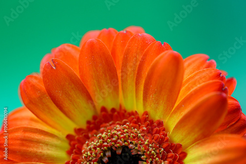 Orange and yellow isolated gerbera on green, turquoise background. Orange gerbera flower head. Close-up. Macro
