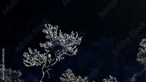 Photography Snowy pine tree in morning light at Torronsuo National Park at Tammela, Finland