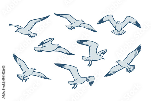 Seagull bird vector illustration set. Flying seagulls shown in different wing positions and angles, Isolated vector elements design template