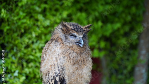 Cuadro en lienzo Sleepy brown owl resting peacefully in a green forest