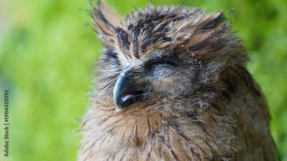 Obraz premium Sleepy Owl Portrait Wildlife Photography Close Up