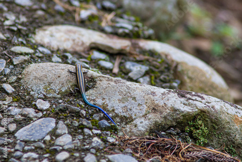 08.06.2022 American Five-Lined Skink (Plestiodon Fasciatus)