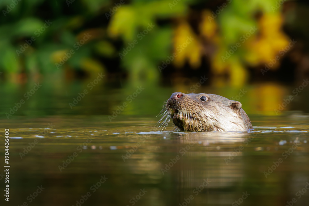 Fototapeta premium Otter in Water in Somerset