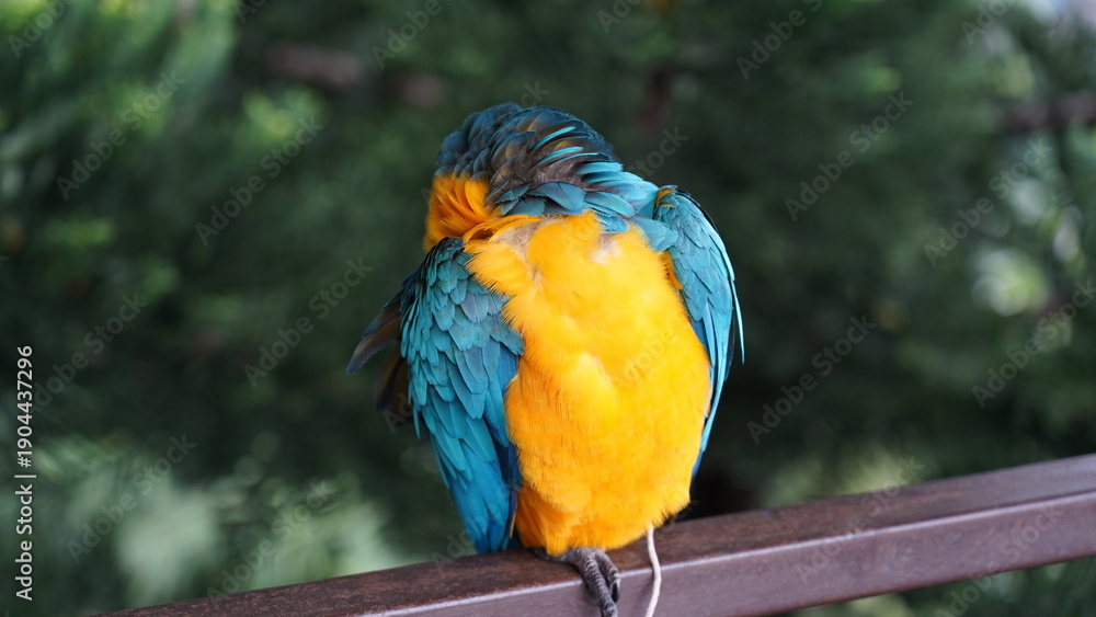 Obraz premium Blue and Yellow Macaw Preening Feathers Nature Photography