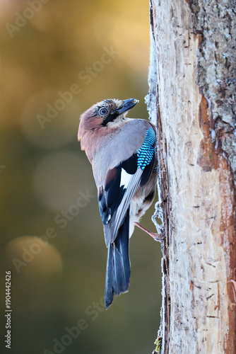 Quadro su tela Closeup of eurasian jay on the tree on yellow blurred background