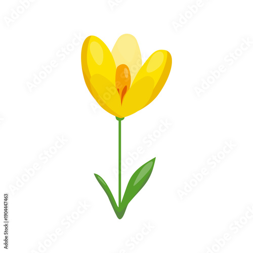 Yellow Crocus flower Vector illustration isolated on white background