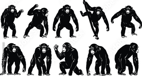 Chimpanzee silhouettes, primate poses, walking, standing, crouching, raising arms, stick interaction, expressive body language, wildlife illustration, animal behavior, jungle, nature, science