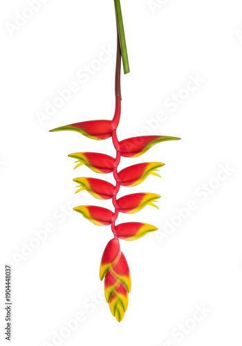A single, vivid heliconia rostrata flower, featuring crimson red and yellow bracts and a waxy green stem, isolated against a bright white background with copy space tropical elegance concept