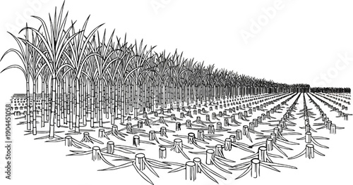A field showing a progression from tall, lush cane stalks to harvested stubble