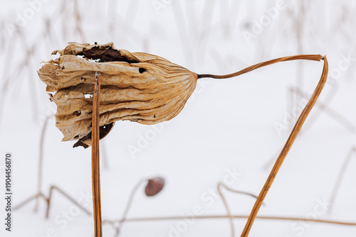 Minimalist composition of dried lotus stalks and seed pod in deep white snow