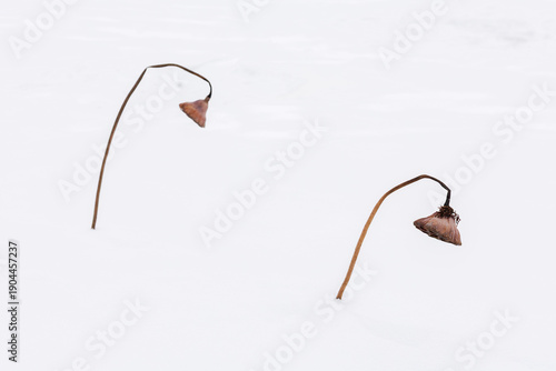 Rhythm of winter: Vertical and curved lines of dried aquatic plants