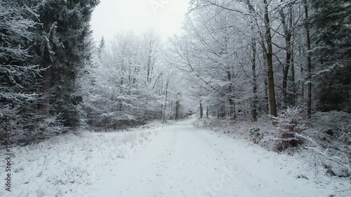 Winter Forest Road