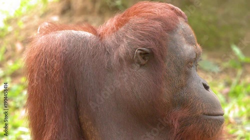 Close Up Portrait of an Orangutan Looking Around in the Wild