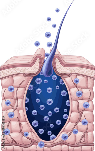 Isolated a realistic Hyaluronic acid absorption to deep skin layer, 3D rendering. vector art with white background..