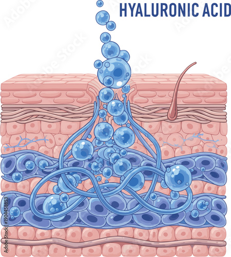 Isolated a realistic Hyaluronic acid penetrate into deep layers of the skin for repair. 3D rendering. vector art with white background..