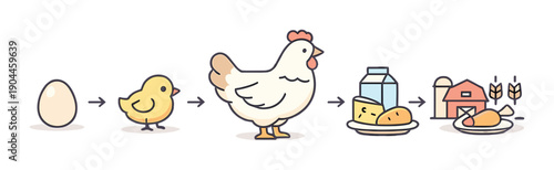Chicken lifecycle to farm produce: egg to table journey illustrated