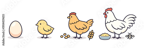 Lifecycle of a chicken: egg to adult with food stages