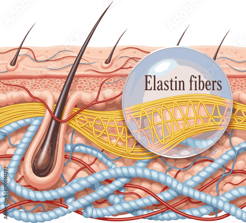 Isolated a realistic Strong elastin fibers restore firmness and elasticity to youthful skin. vector art with white background..