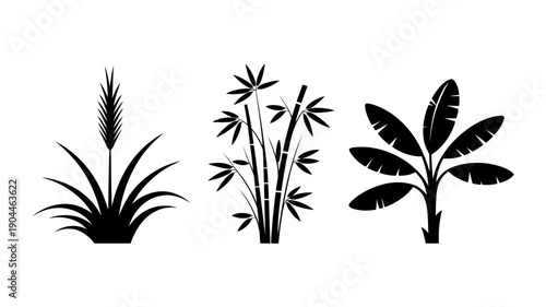 A diverse trio of black silhouette plants, showcasing a tall reedy grass, a cluster of bamboo, and a lush banana tree, representing various tropical and wetland flora.