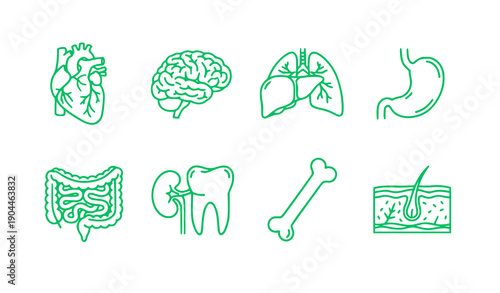 Human Organs and Body Parts Set in Green Flat Design vector illustration