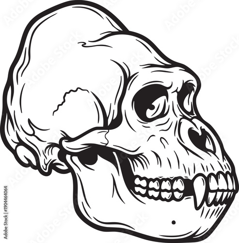 Black and White Illustration of Monkey Skull.