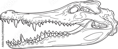 Crocodile Skull with Sharp Teeth Illustration.