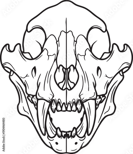 Detailed Illustration of Animal Skull Anatomy.