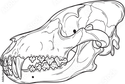 Detailed Illustration of Animal Skull Structure.