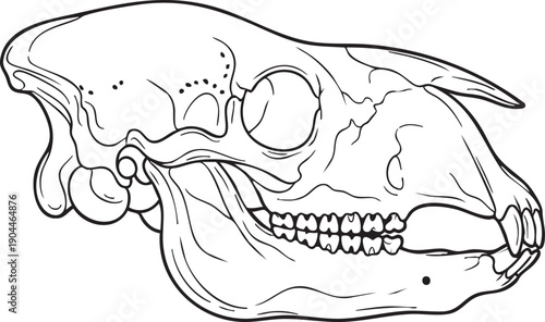 Detailed Illustration of Horse Skull Anatomy.