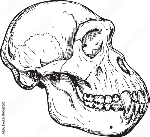 Detailed Illustration of Primate Skull Anatomy.