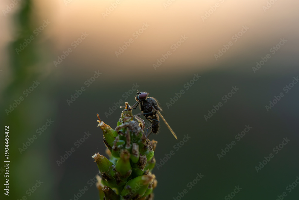 custom made wallpaper toronto digitalA fly perches on a plant, with a blurred background showing an evening sky
