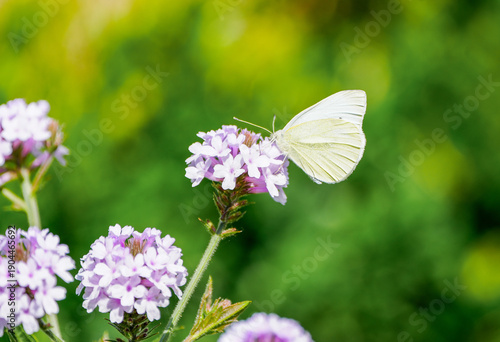 Small white butterfly on a flower. Close-up of the insect in nature. Pieris rapae.

