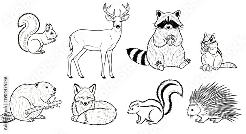Outline illustrations of various North American woodland animals