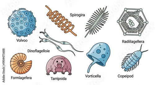 Microscopic protists and plankton collection for biology education
