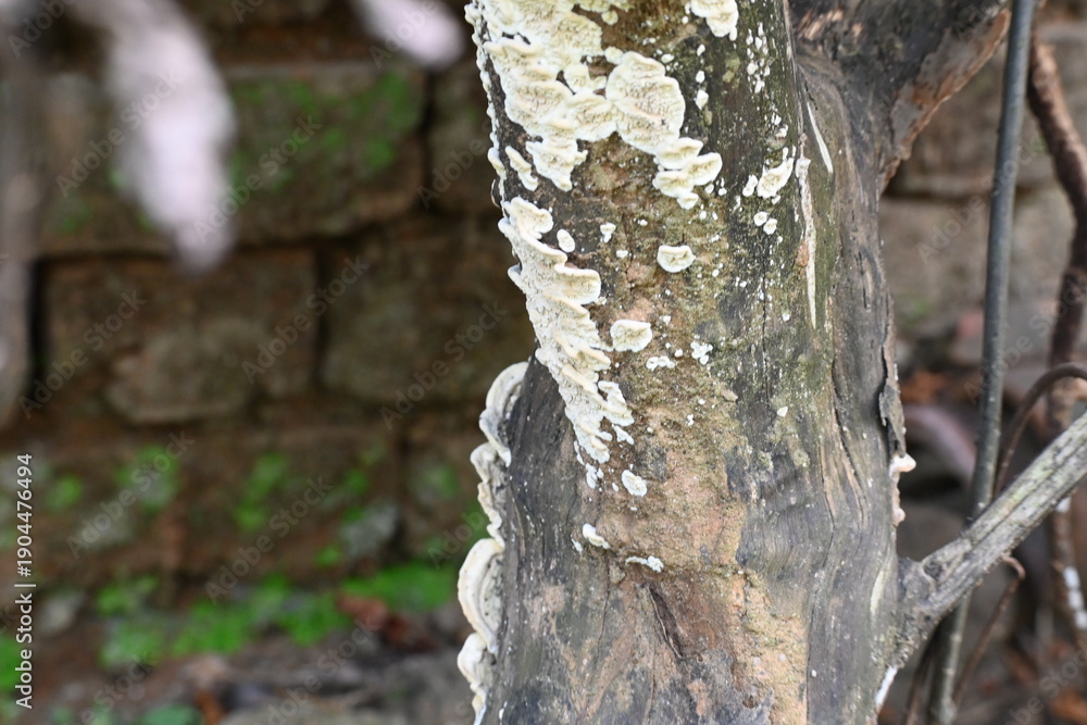 Obraz premium Yellowish-white shelf fungi are growing on a piece of decaying, rotting wood. Edges of the fungi are wavy and wrinkled, and their texture is slightly fuzzy. wood shows signs of natural decomposition.
