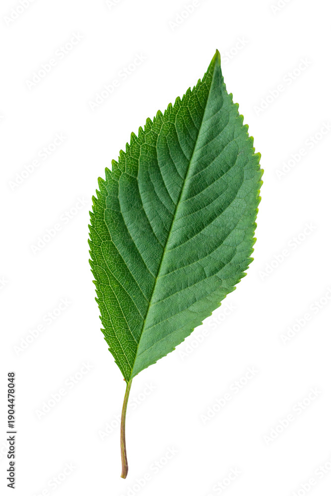 Fototapeta premium Green leaf isolated on white background. Selective focus. nature