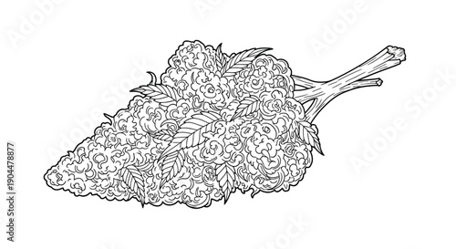 Detailed botanical illustration of a cannabis bud with leaves