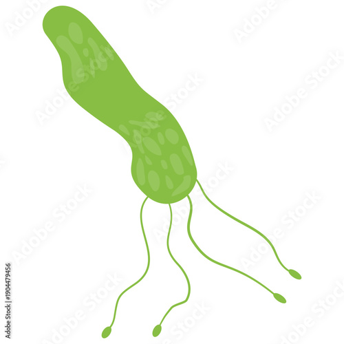 Helicobacter Pylori Vector Illustration