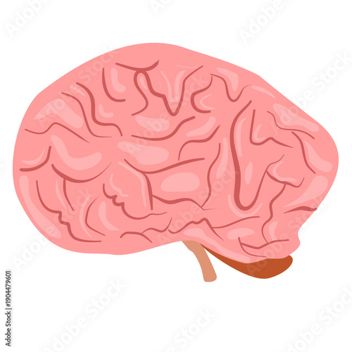 Illustration of Human Brain Anatomy