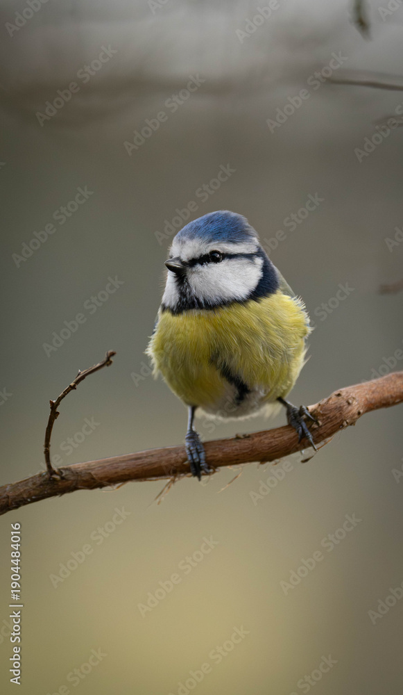 Fototapeta premium Eurasian Blue Tit. Brightly-colored inhabitant of wooded and forested habitats, parks, gardens, and hedges in farmland.