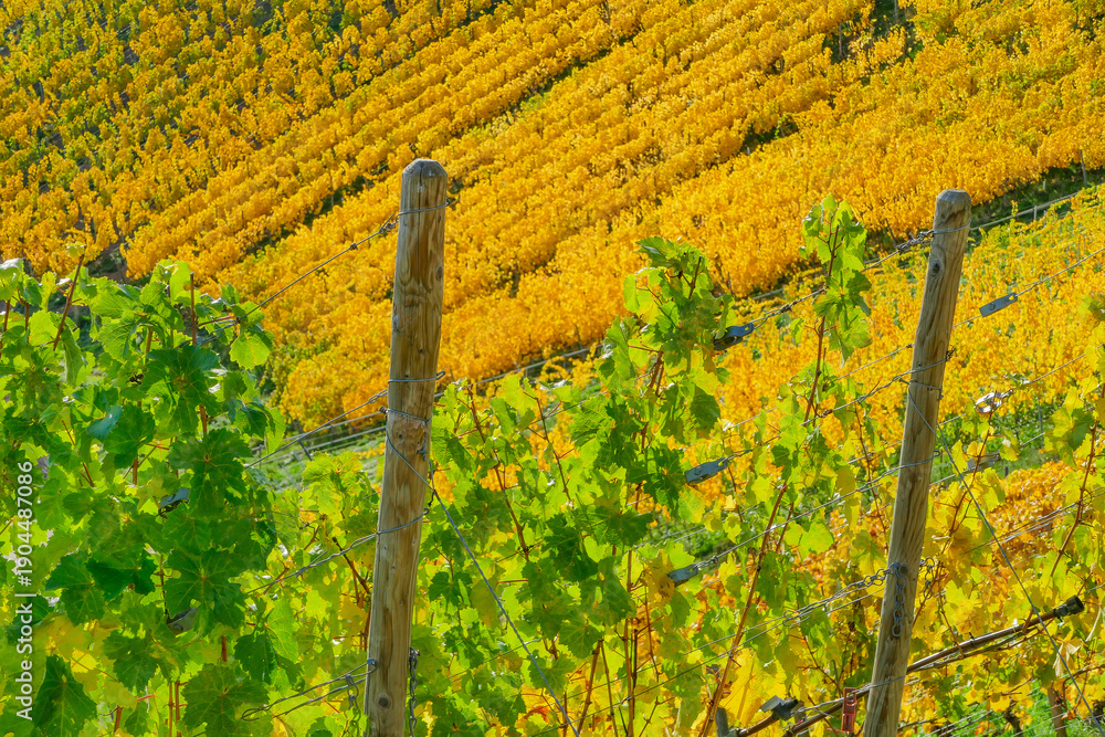 custom made wallpaper toronto digitalHerbstliche Rebenlandschaft Weinberg Herbst