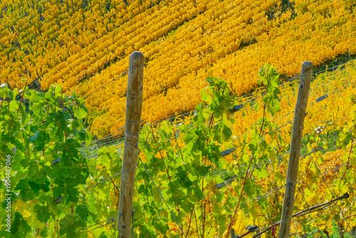 Wallpaper Mural Herbstliche Rebenlandschaft Weinberg Herbst Torontodigital.ca