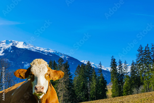 Liegende Kuh vor Bergpanorama Tiroler Alpen Österreich