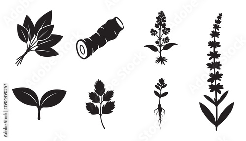 Traditional medicinal plants solid black silhouette vector