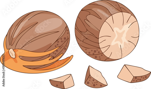 Nutmeg spice illustration