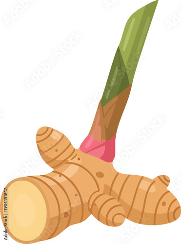 Fresh Ginger Root with Bud Vector Illustration