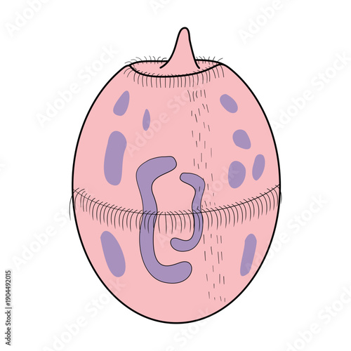 Protozoa Didinium Illustration