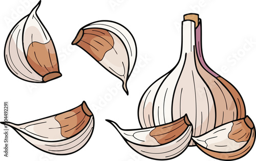 Fresh Garlic Cloves and Bulb Illustration Culinary Herb